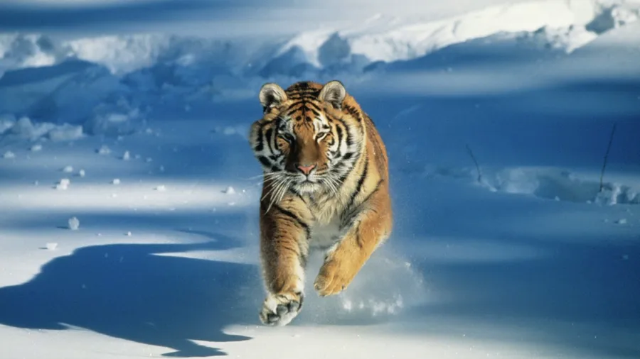 Stepping into your full power