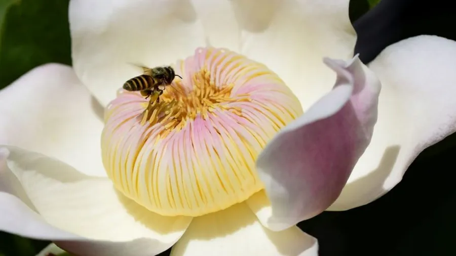 The flowering of consciousness